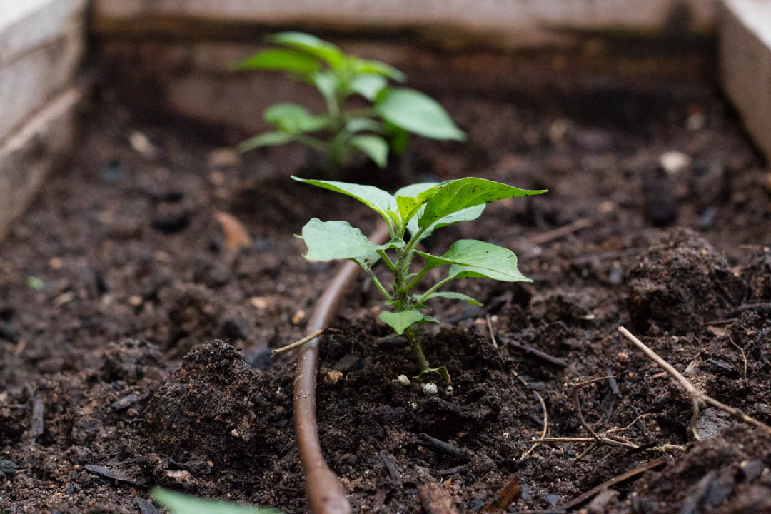 Habanero Garden by Garrett Heath via Flickr CC